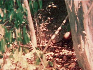 Rhynchocyon chrysopygus