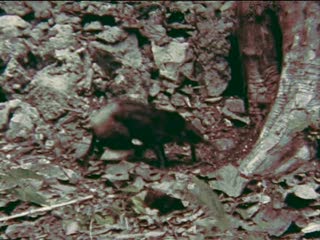 Rhynchocyon chrysopygus