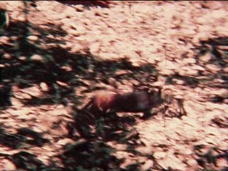 Rhynchocyon chrysopygus