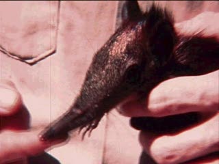 Rhynchocyon chrysopygus