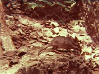 Rhynchocyon chrysopygus