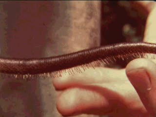 Rhynchocyon chrysopygus